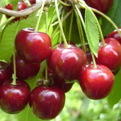 Черешня СИНЯВСКАЯ в Барановичах