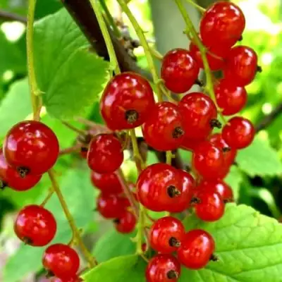 Смородина красная КОРАЛЛОВАЯ в Барановичах