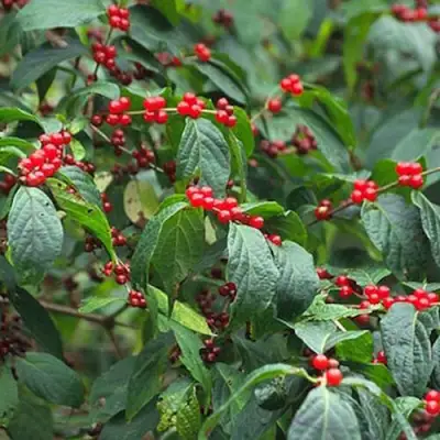 Жимолость МААКА в Барановичах