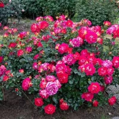 Роза БРЕРА флорибунда в Барановичах