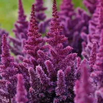 Астильба ПЕПЛ РЕЙН гибридная в Барановичах