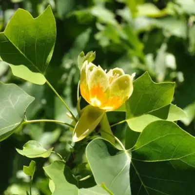 ЛИРИОДЕНДРОН тюльпанный в Барановичах