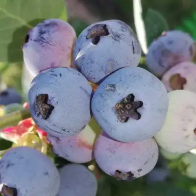Голубика ХАРРИСОН в Барановичах