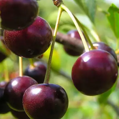 Вишня ЛИВЕНСКАЯ в Барановичах