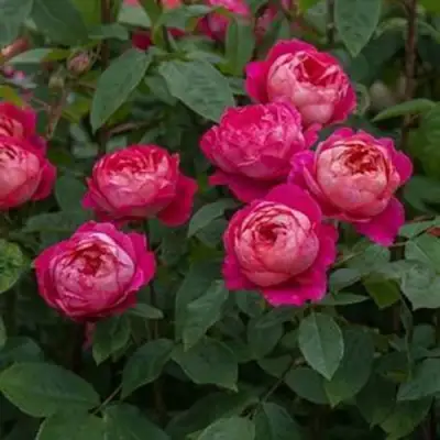 Роза БЕНДЖАМИН БРИТТЕН шраб в Барановичах