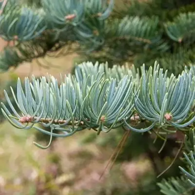 Пихта КОНКОЛОР в Барановичах