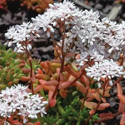 Очиток (седум) КОРАЛ КАРПЕТ белый в Барановичах