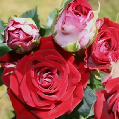 Роза РУБИ СТАР спрей в Барановичах