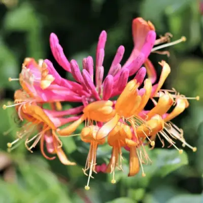 Жимолость ГЕКРОТА в Барановичах