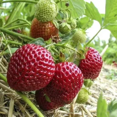 Клубника ЗЕНГА-ЗЕНГАНА в Барановичах