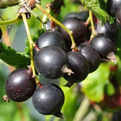 Йошта ДЖОСТАБЕРРИ в Барановичах