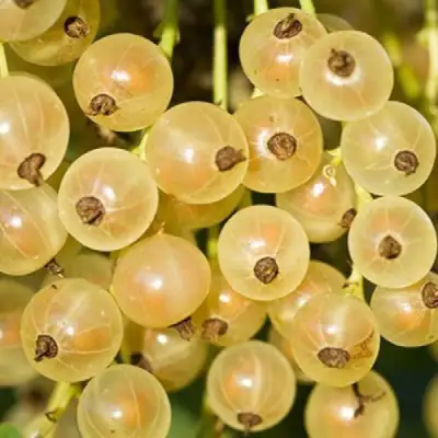 Смородина белая СМОЛЬЯНИНОВСКАЯ в Барановичах