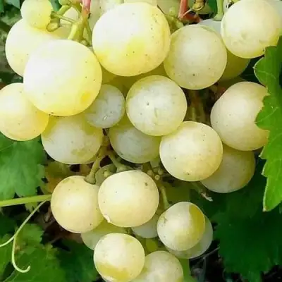 Виноград КЕША МУСКАТ в Барановичах