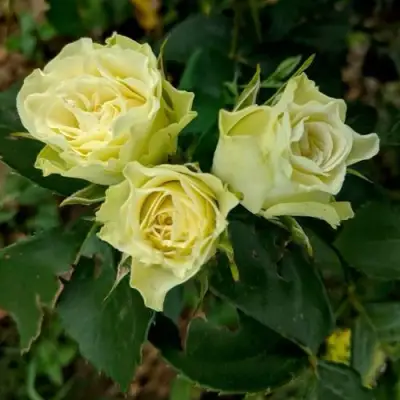 Роза ЛУВИАНА спрей в Барановичах