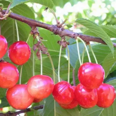 Черешня НАСЛАЖДЕНИЕ в Барановичах