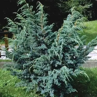 Можжевельник БЛЮ АЛЬПС китайский  в Барановичах