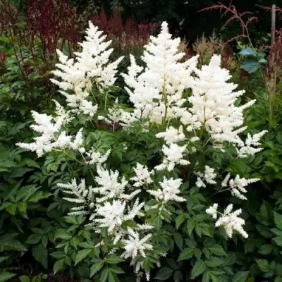 Астильба ДОЙЧЛАНД японская в Барановичах