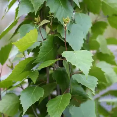 Береза ФАСТИГИАТА повислая  в Барановичах