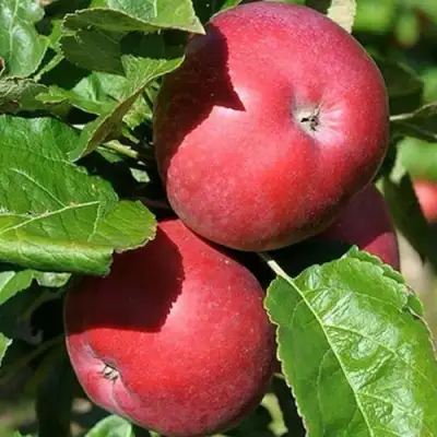 Яблоня СОЗВЕЗДИЕ колонновидная в Барановичах