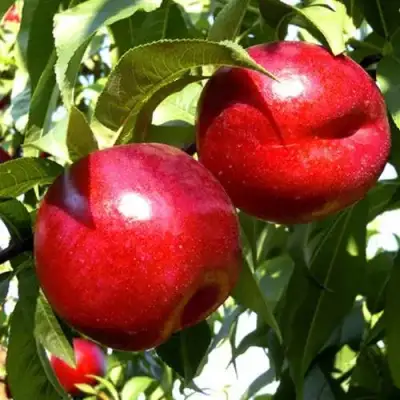 Нектарин ХАРКО в Барановичах