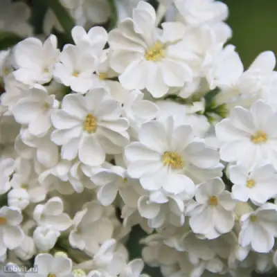 Сирень РОЧЕСТЕР в Барановичах