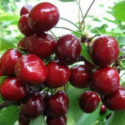 Черешня ГРОНКАВАЯ в Барановичах