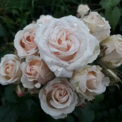 Роза ЯНА спрей в Барановичах