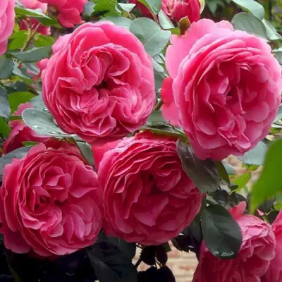 Роза ЛЕОНАРДО ДА ВИНЧИ флорибунда в Барановичах