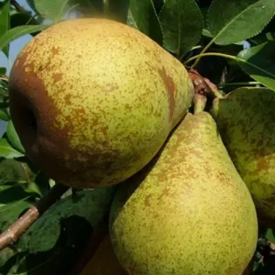 Груша ГЕНЕРАЛ ЛЕКЛЕРК в Барановичах