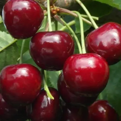 Черешня ГРОНКАВАЯ в Барановичах