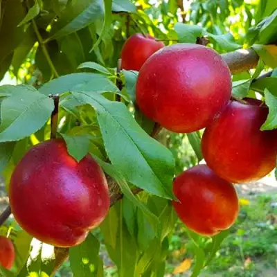 Нектарин НЕКТАРЕД-4 в Барановичах