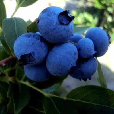 Голубика ДЖЕРСИ в Барановичах