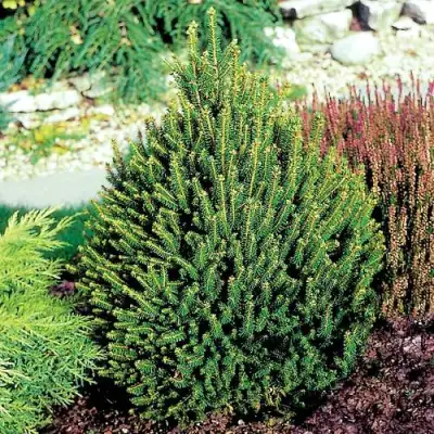 Ель КОМПАКТА обыкновенная в Барановичах