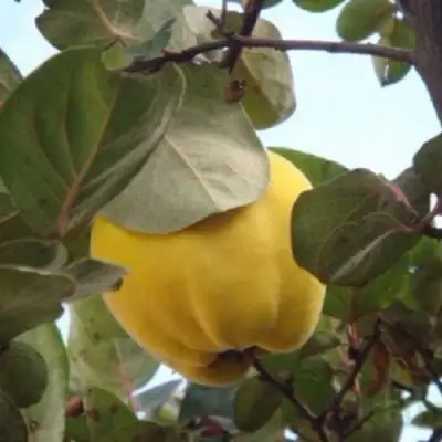 Айва АКАДЕМИЧЕСКАЯ в Барановичах