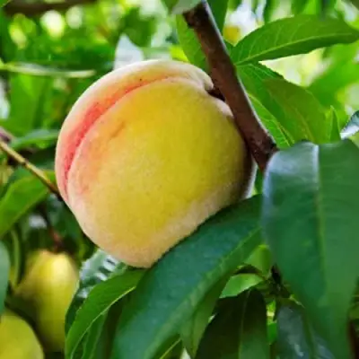 Персик ДОНЕЦКИЙ ЖЕЛТЫЙ в Барановичах