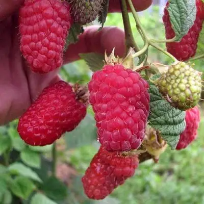 Малина МАРОСЕЙКА в Барановичах