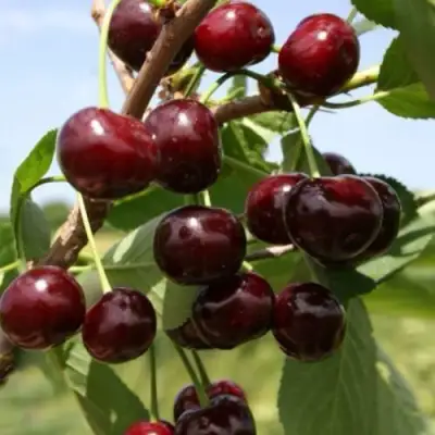 Вишня ГРИОТ БЕЛОРУССКИЙ в Барановичах