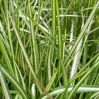 Вейник АВАЛАНШ остроцветковый в Барановичах