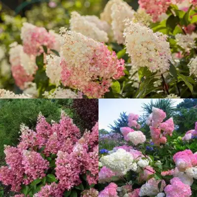 Комплект ЯГОДНОЕ МОРОЖЕНОЕ в Барановичах