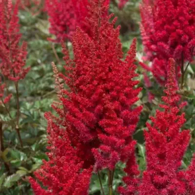 Астильба СКАЙСКРЕЙПЕР китайская в Барановичах