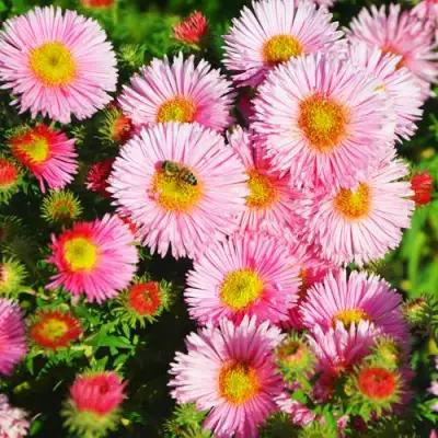 Астра РУДЕЛЬСБУРГ новоанглийская в Барановичах