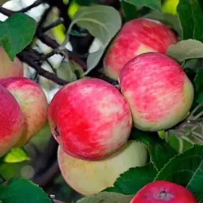 Яблоня СЕРЕБРЯНОЕ КОПЫТЦЕ в Барановичах