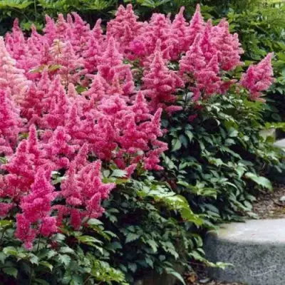 Астильба БОНН японская в Барановичах