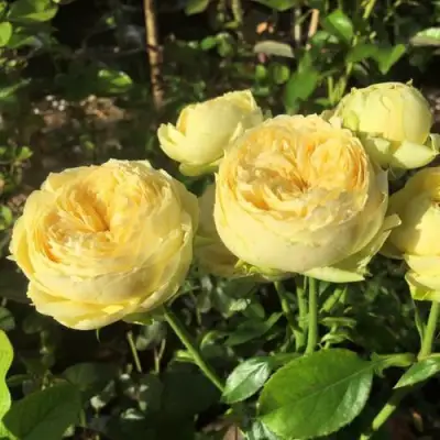 Роза КАТАЛИНА спрей в Барановичах