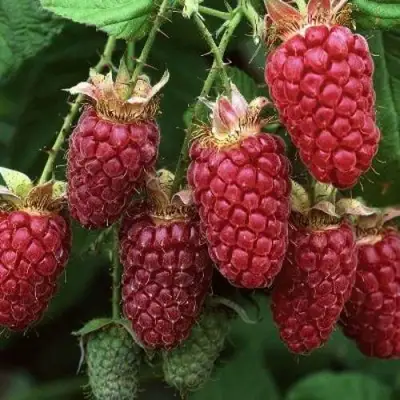 Малина РУБИНОВОЕ ОЖЕРЕЛЬЕ в Барановичах