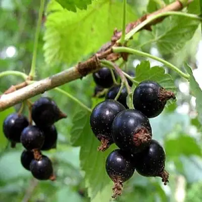 Смородина чёрная БИНАР в Барановичах