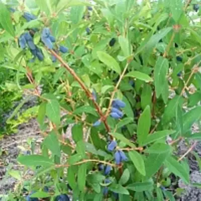 Жимолость съедобная АМФОРА в Барановичах