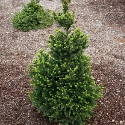 Ель ВИЛС ЦВЕРГ обыкновенная в Барановичах