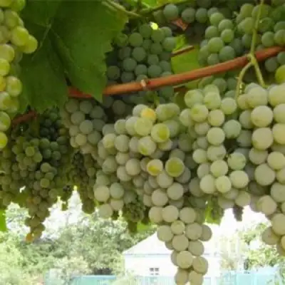 Виноград АНАНАСНЫЙ РАННИЙ в Барановичах