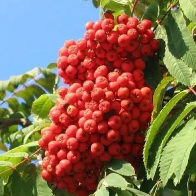 Рябина НЕВЕЖИНСКАЯ сладкоплодная в Барановичах